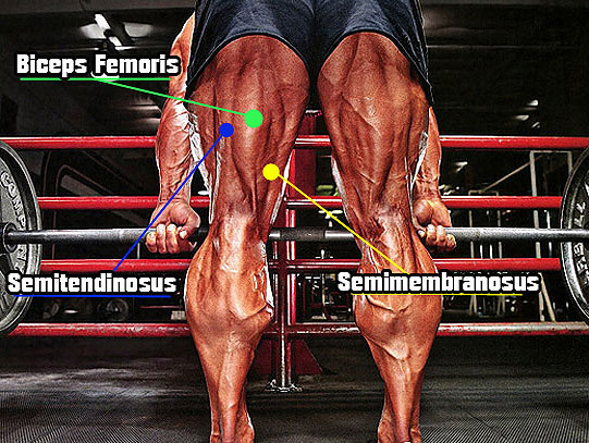 Anatomy Of The Hamstrings