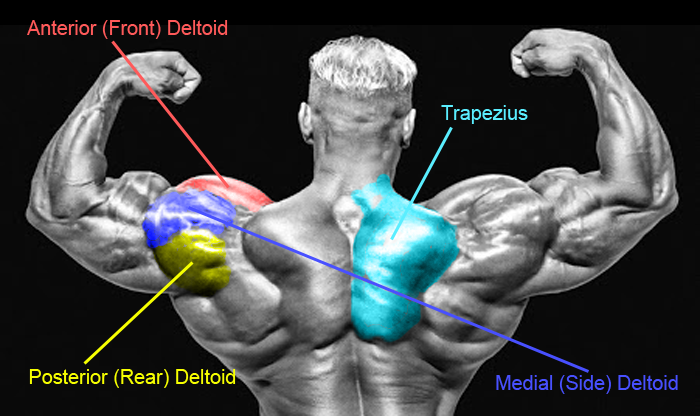 Bodybuilding Anatomy Chart