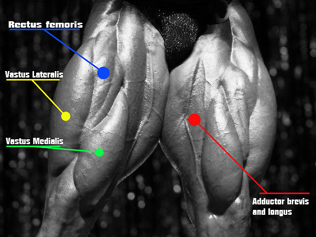 Quadraceps Anatomy Chart