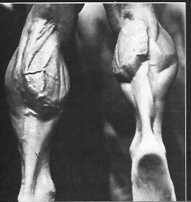 Mr. Universe Tom Platz Calves