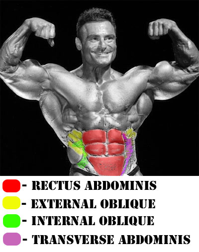 Abs Anatomy Chart