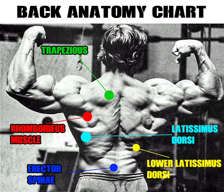 Back Anatomy Chart