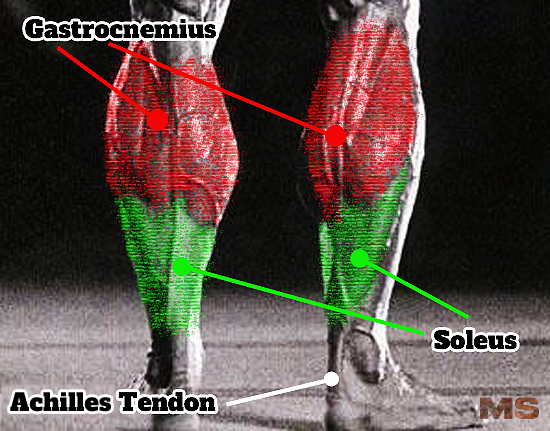 Calves Anatomy Chart