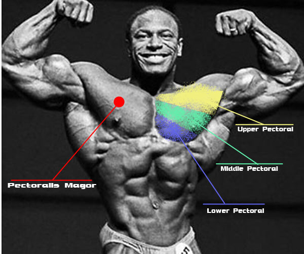 Lee Haney - Chest Anatomy Chart