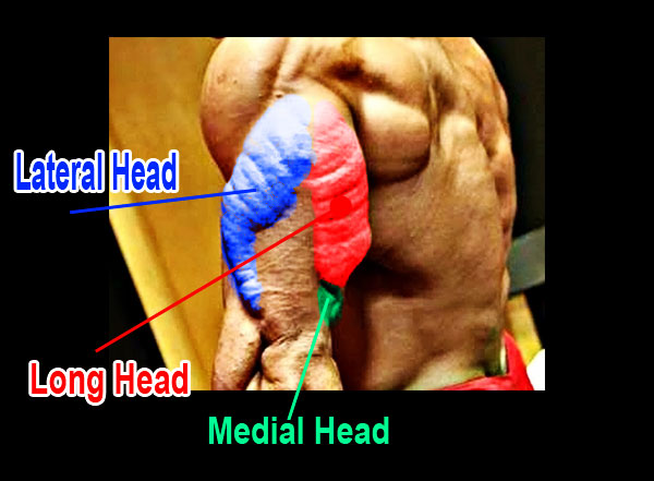 Tricep Anatomy Chart