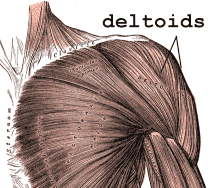 Anatomy of the shoulder