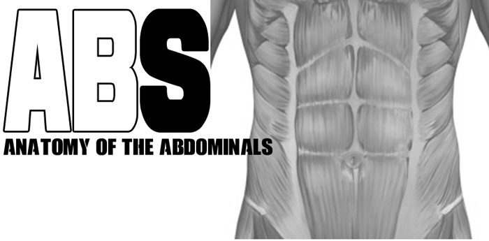 Abs: Anatomy of the abdominals