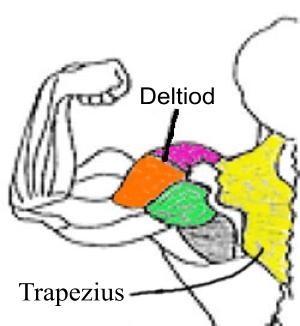 Delt Anatomy Chart