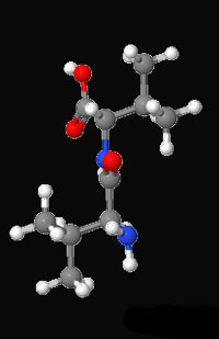 L-valine Protein Molecule